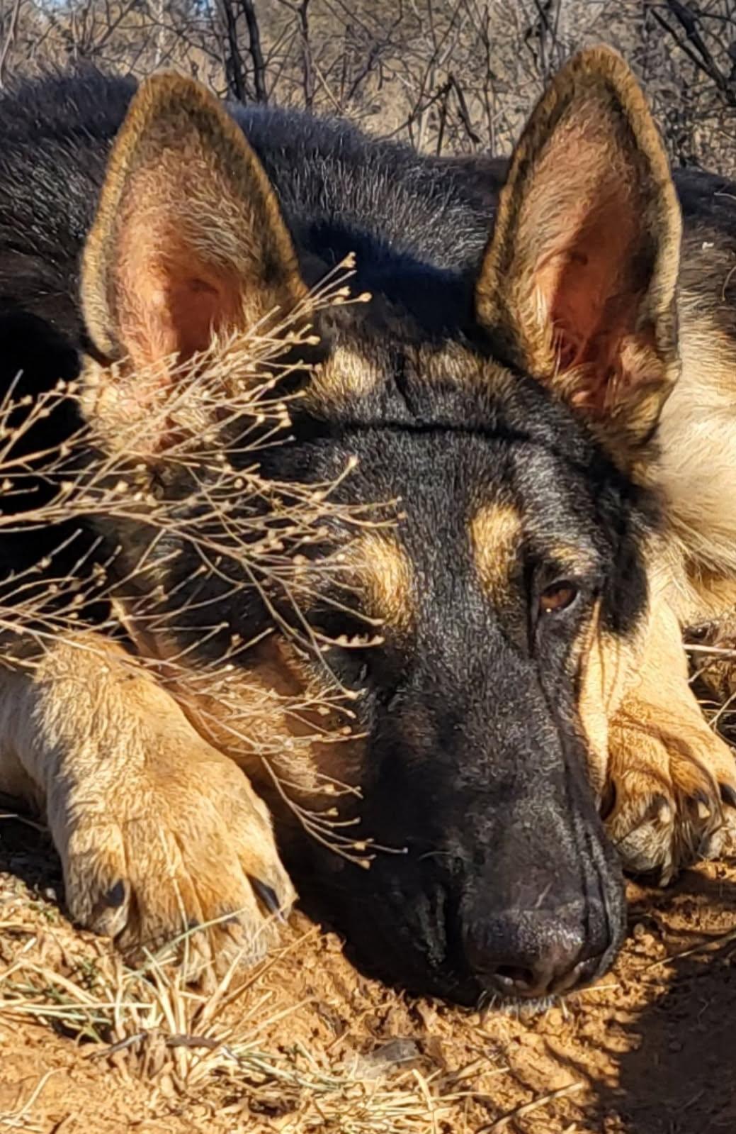 Zena, a Adopted German Shepherd Dog in Flower Mound, TX image 3/4