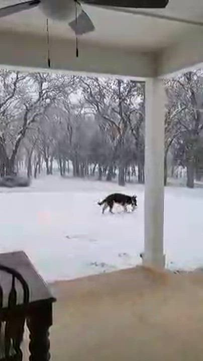 Enlarge Zena, a Adopted German Shepherd Dog in Flower Mound, TX video 4/4