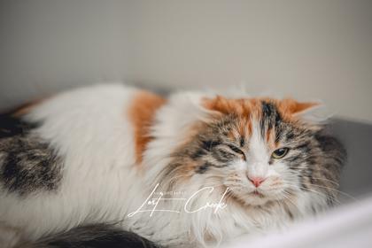 Enlarge Ostara, a Adoptable mixed breed in Kalispell, MT image 1/1