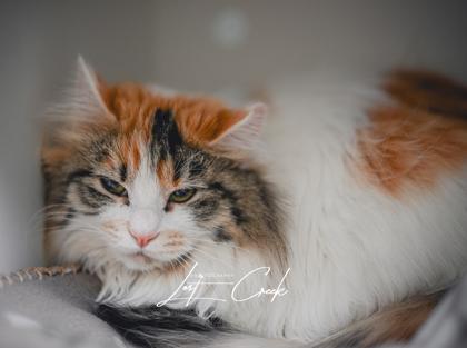 Ostara — thumbnail 2