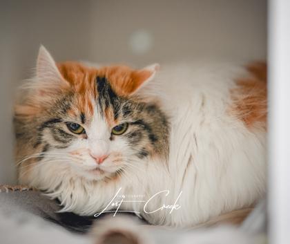 Ostara — thumbnail 3