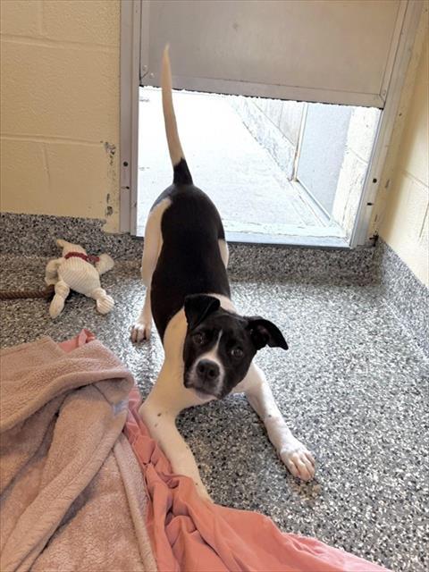 Enlarge CARRIE, a Adoptable mixed breed in Boston, MA image 1/1