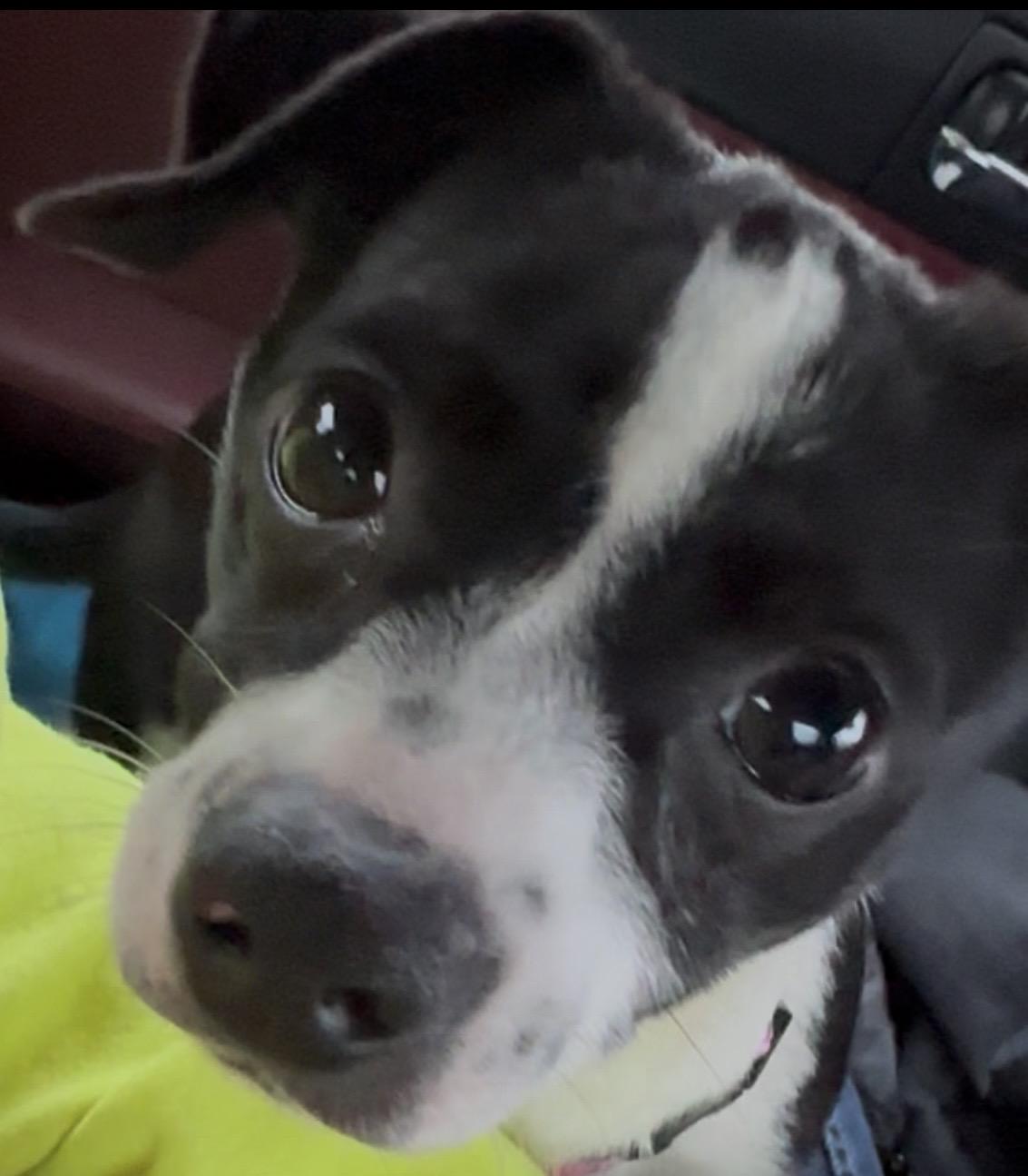Oreo photo