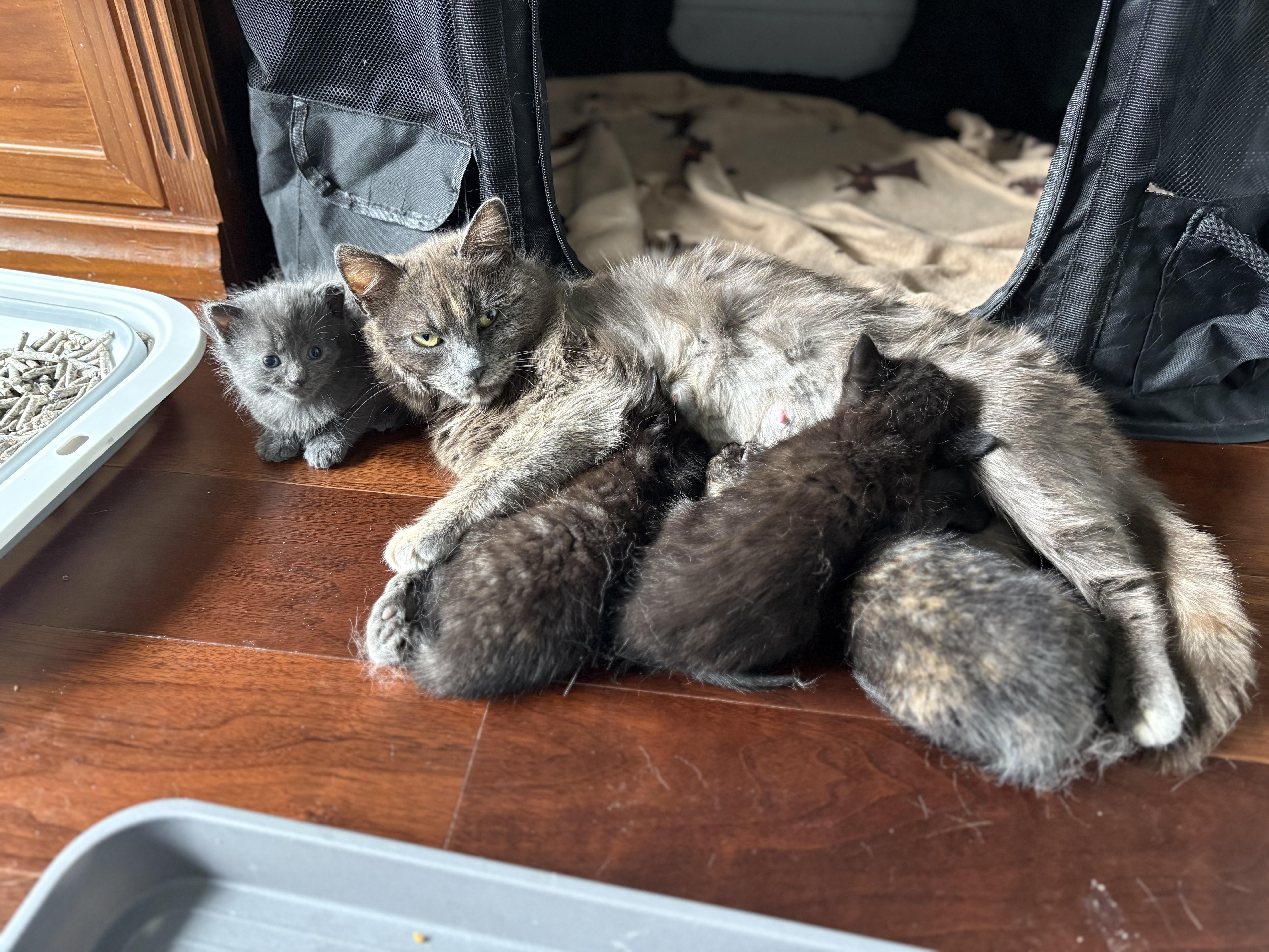 Enlarge Gigi, a Adoptable Domestic Short Hair in Yardley, PA image 1/2