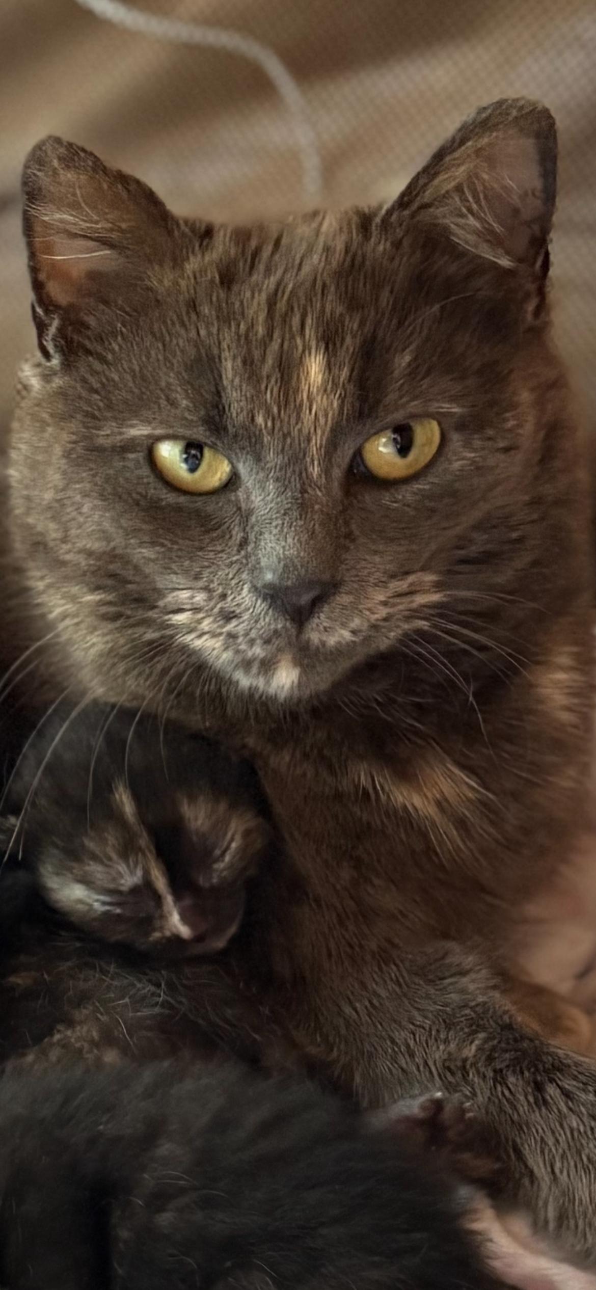Gigi, Young Female Domestic Short Hair