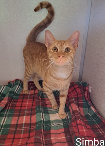 Simba, Adult Male unknown