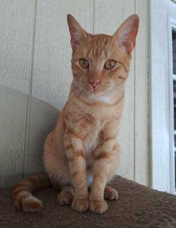 Simba