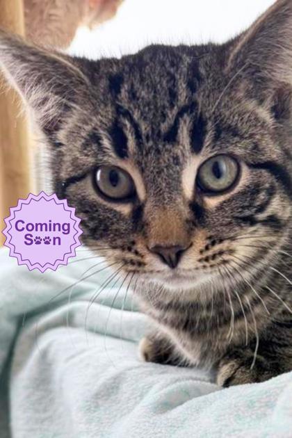 Enlarge Picasso, a Adoptable mixed breed in Erin, ON image 1/2