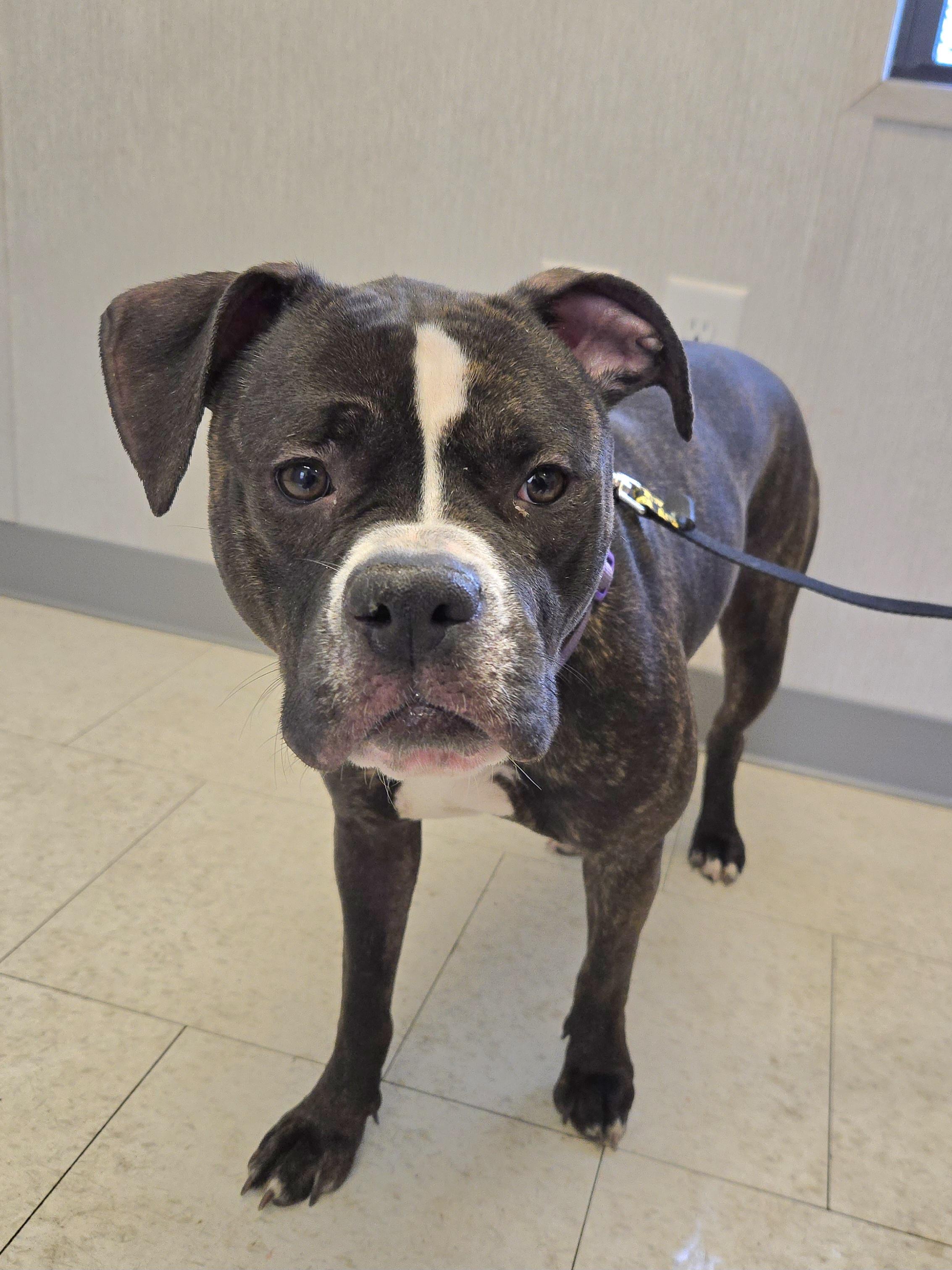 Enlarge Rumika, a ADOPTABLE mixed breed in Trenton, NJ image 2/2