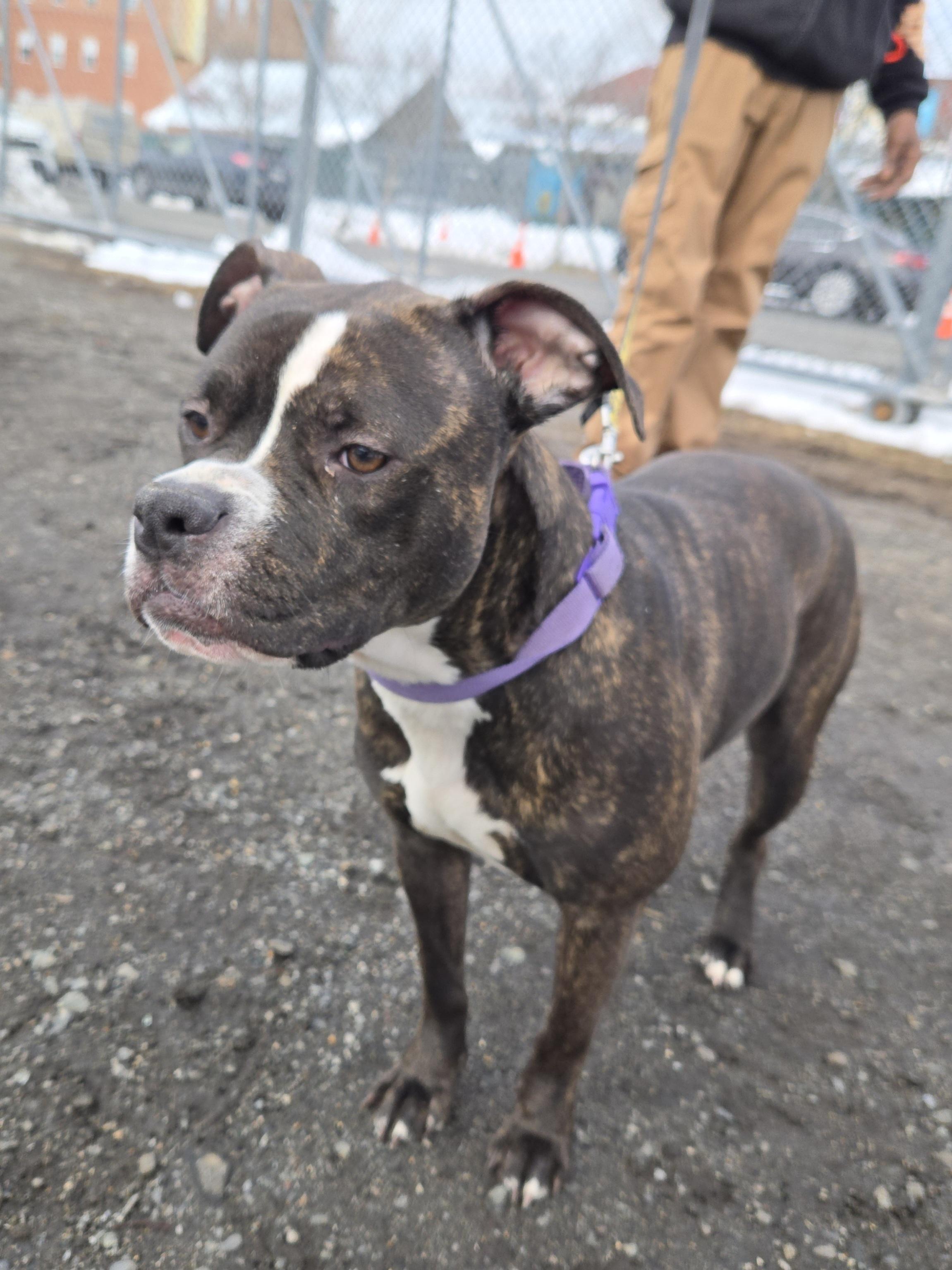 Rumika, ADOPTABLE, Adult Female Pit Bull Terrier.