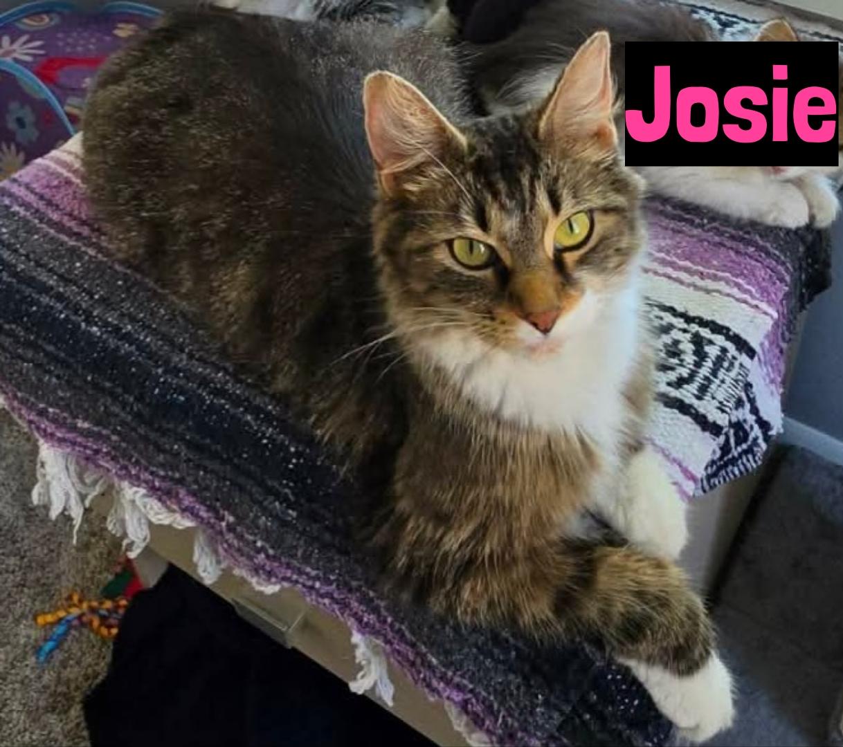 Josie, ADOPTABLE, Kitten Female Domestic Medium Hair.