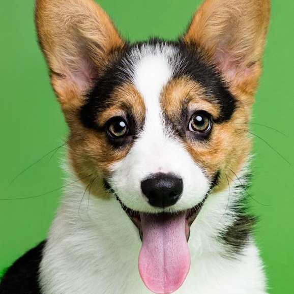 Enlarge Pickles, a ADOPTABLE Corgi in Toledo, OH image 1/3