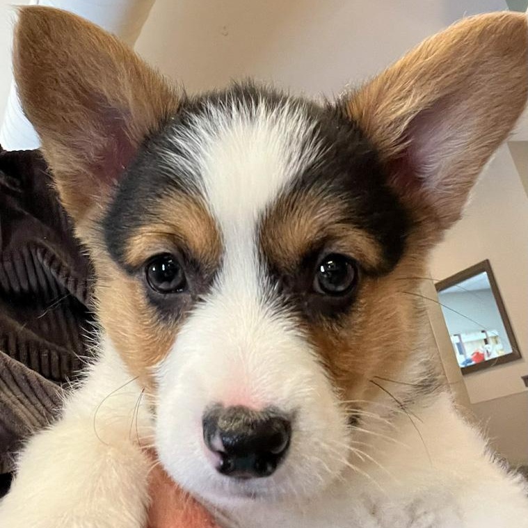 Enlarge Pickles, a ADOPTABLE Corgi in Toledo, OH image 2/3