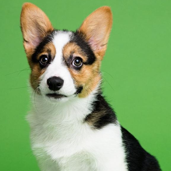 Enlarge Pickles, a ADOPTABLE Corgi in Toledo, OH image 3/3
