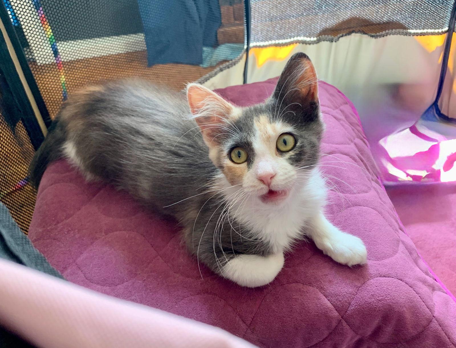 Enlarge Ruby, a Adopted Dilute Calico in Alameda, CA image 1/3