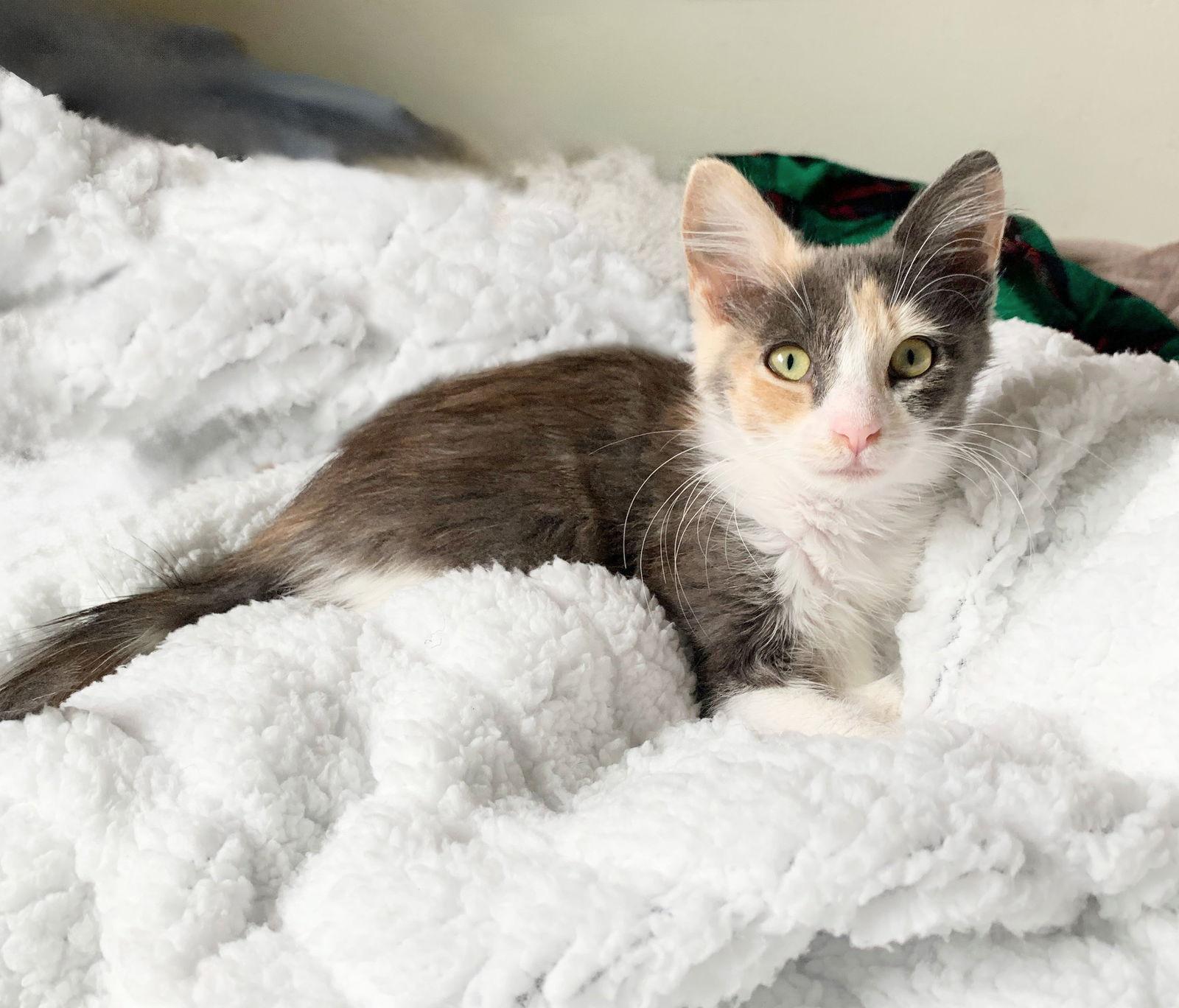 Enlarge Ruby, a Adopted Dilute Calico in Alameda, CA image 2/3
