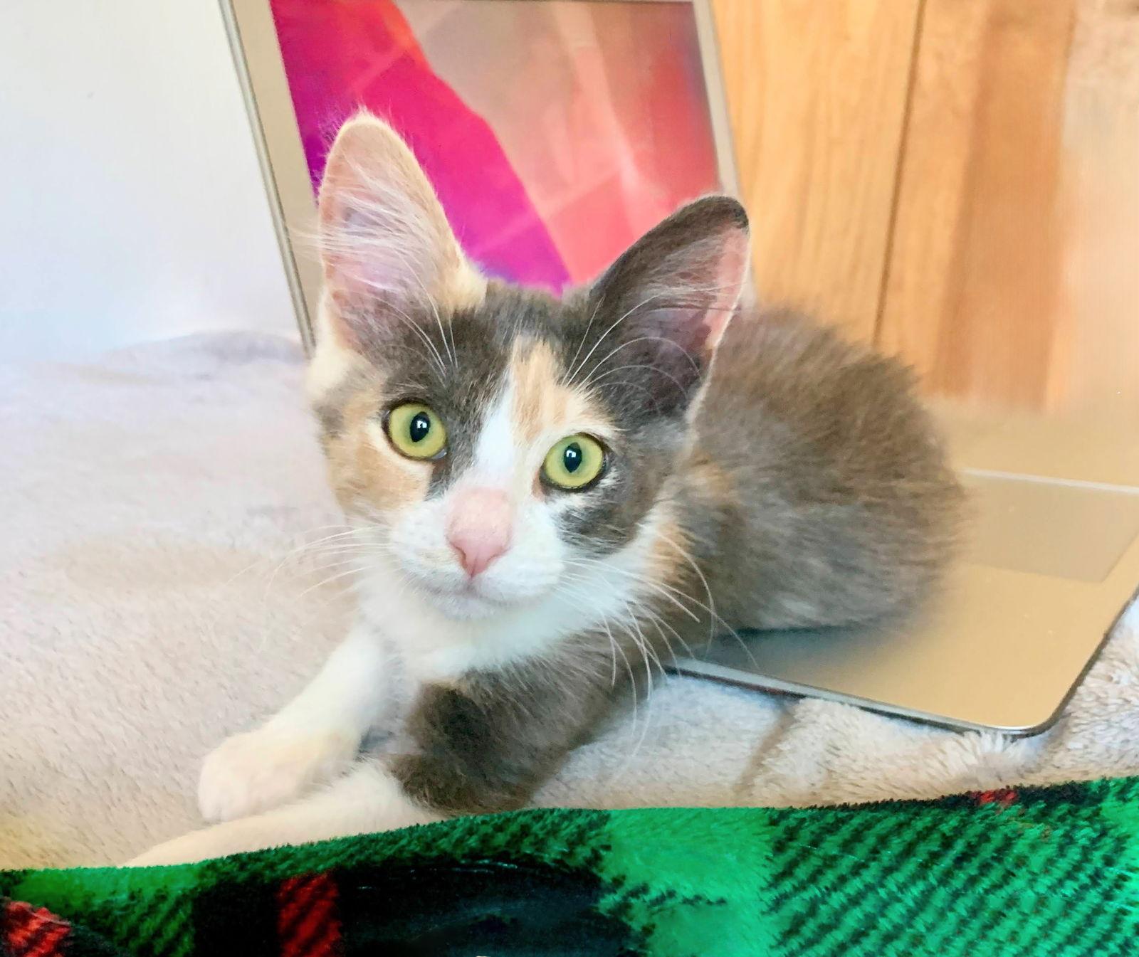 Enlarge Ruby, a Adopted Dilute Calico in Alameda, CA image 3/3