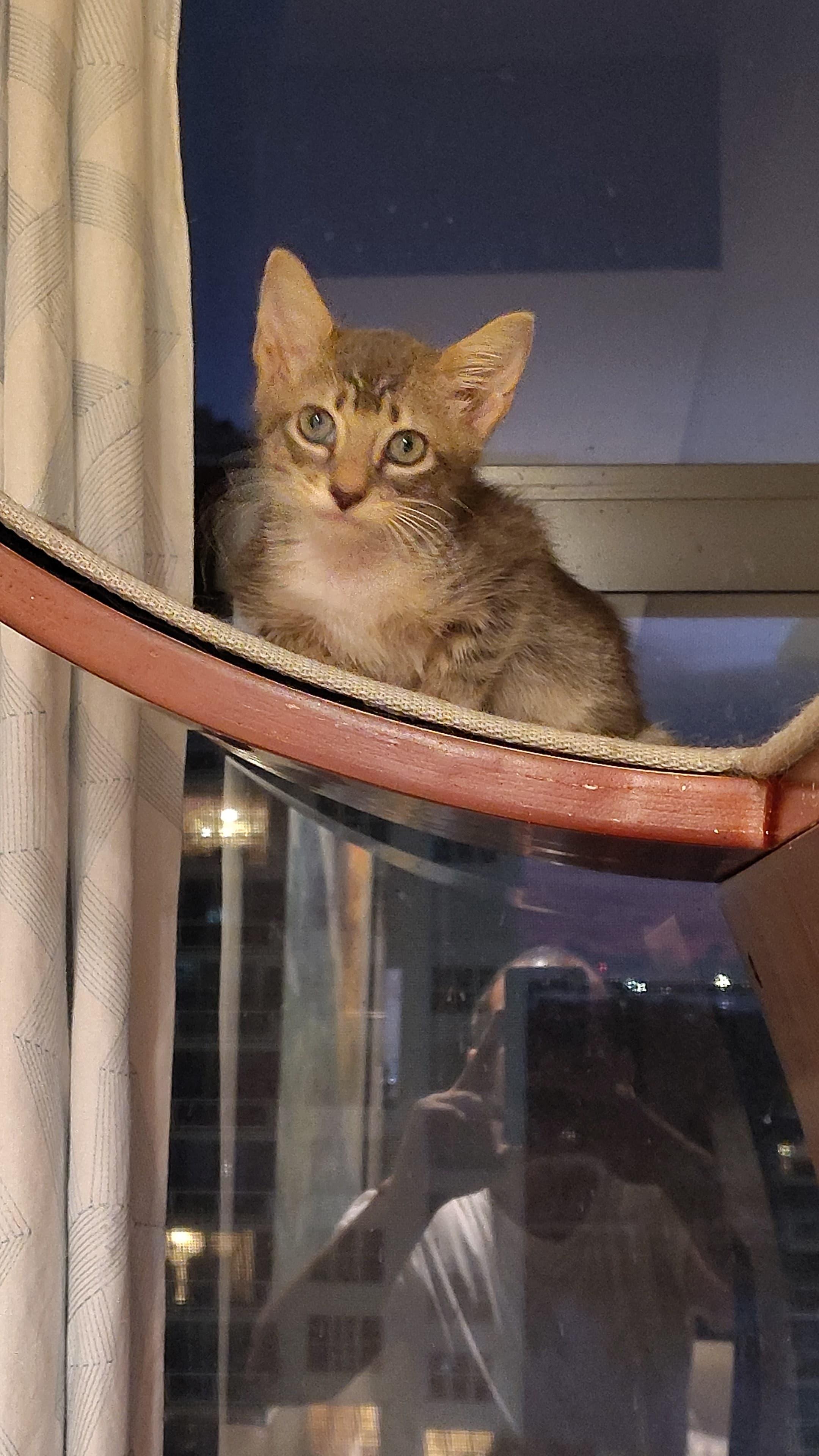 Enlarge Forest, a Adopted Domestic Short Hair in Miami, FL image 2/2