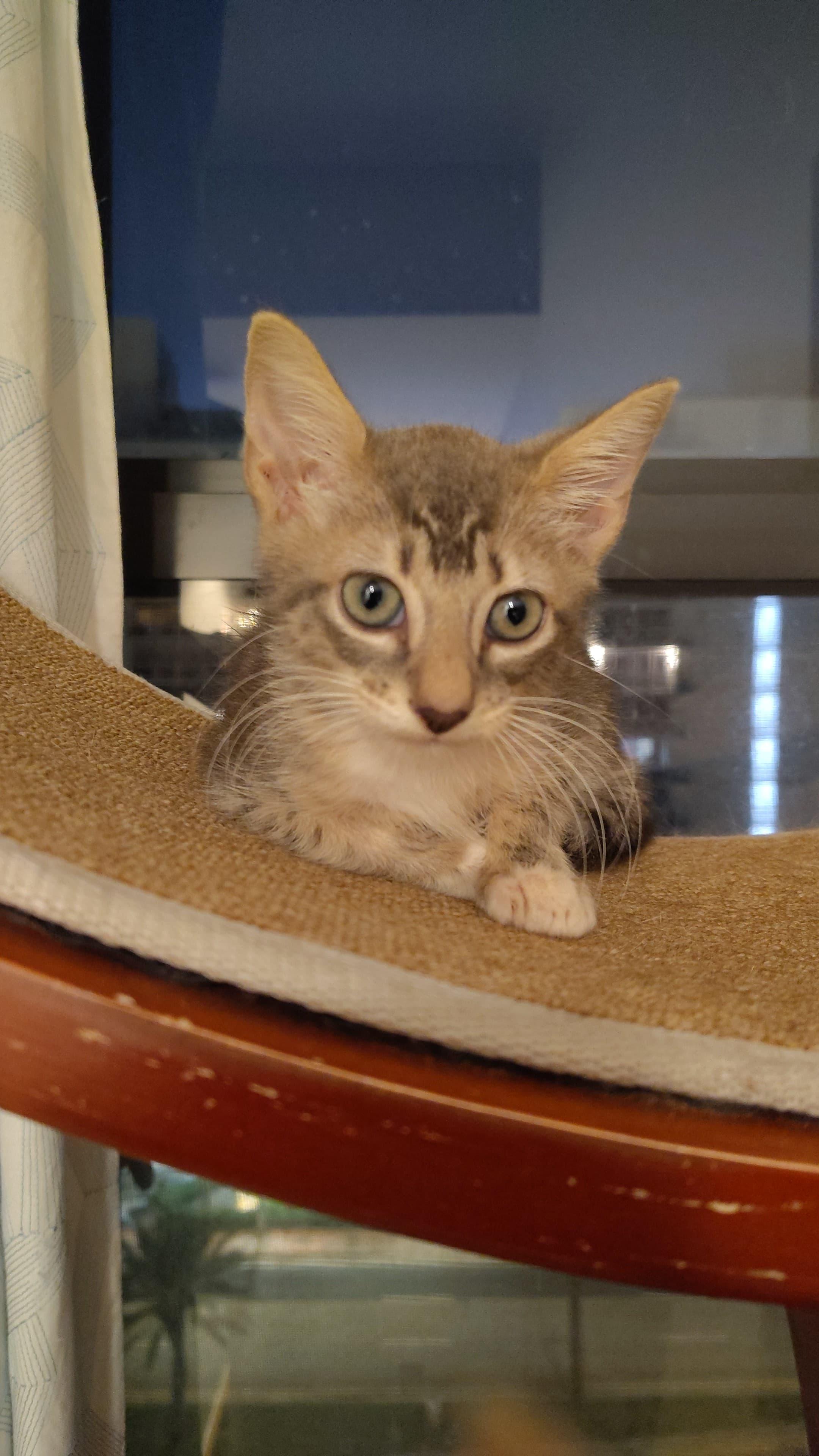 Enlarge Forest, a Adopted Domestic Short Hair in Miami, FL image 1/2