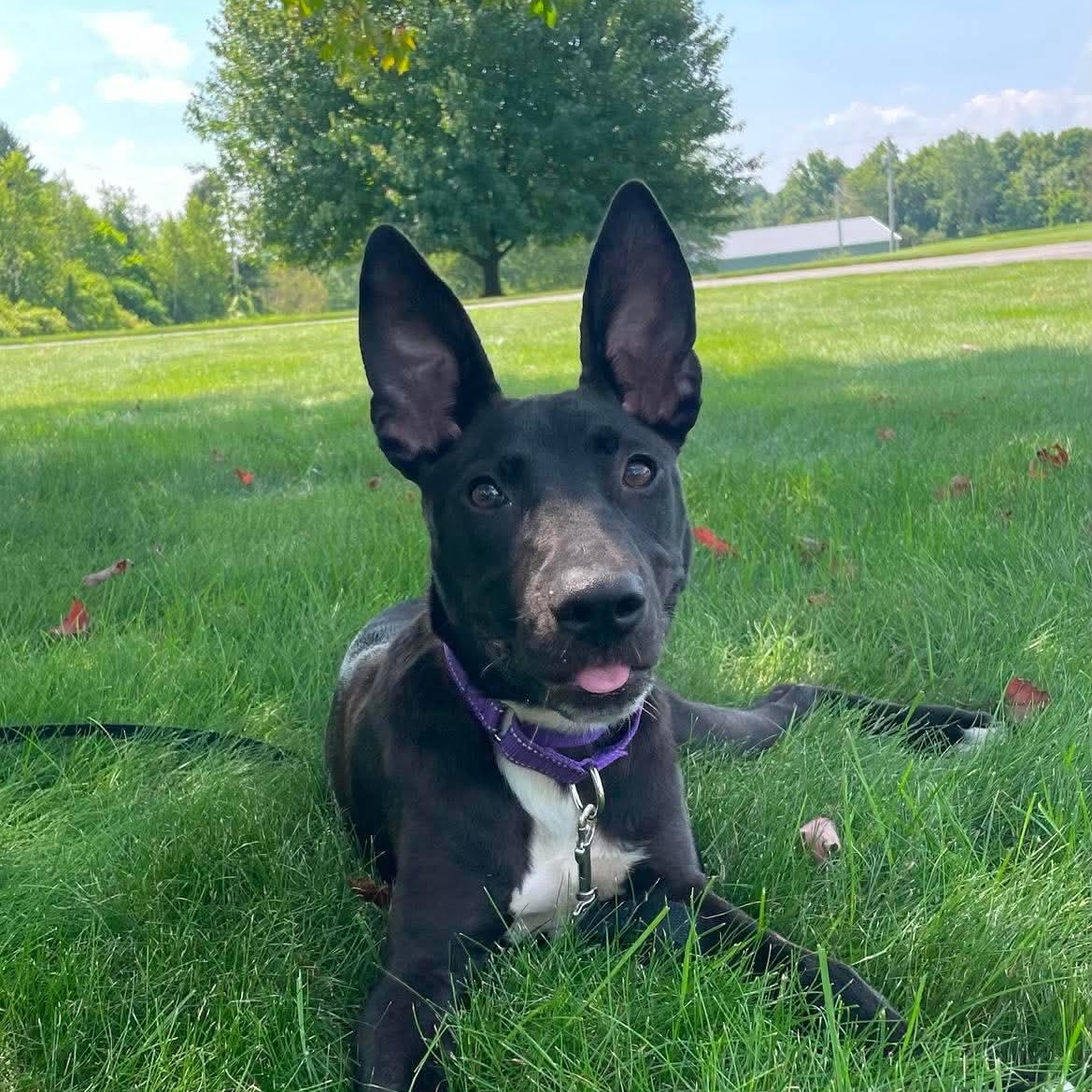 Janice, ADOPTABLE, Puppy Female Mixed Breed.
