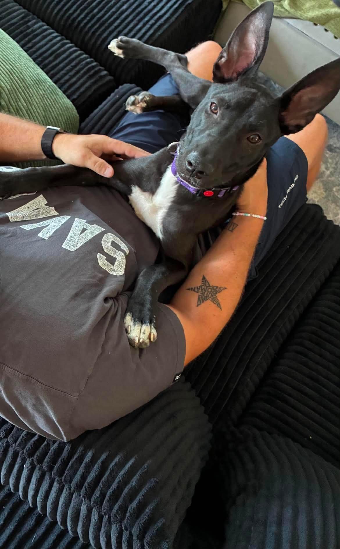 Enlarge Janice, a ADOPTABLE mixed breed in Highland, NY image 5/5