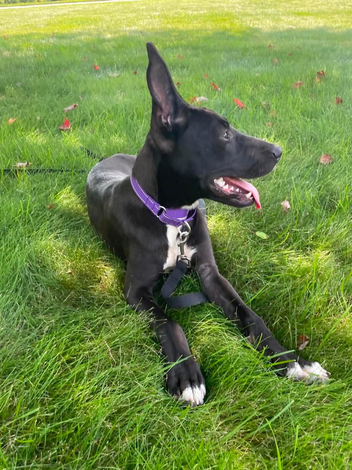 Enlarge Janice, a ADOPTABLE mixed breed in Highland, NY image 4/5