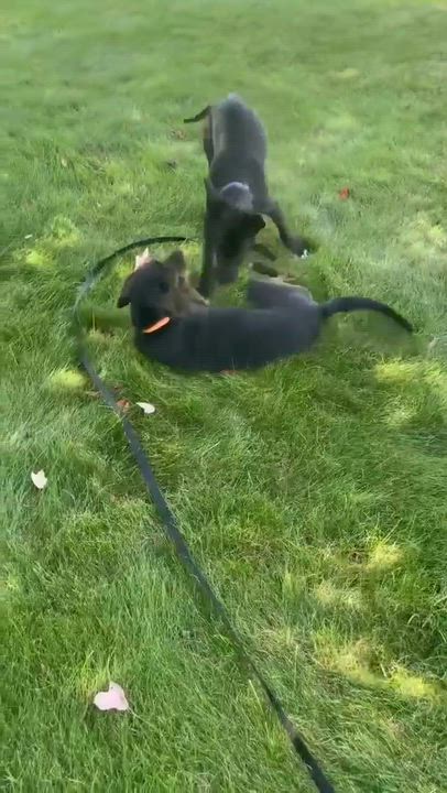 Enlarge Janice, a ADOPTABLE mixed breed in Highland, NY video 3/5