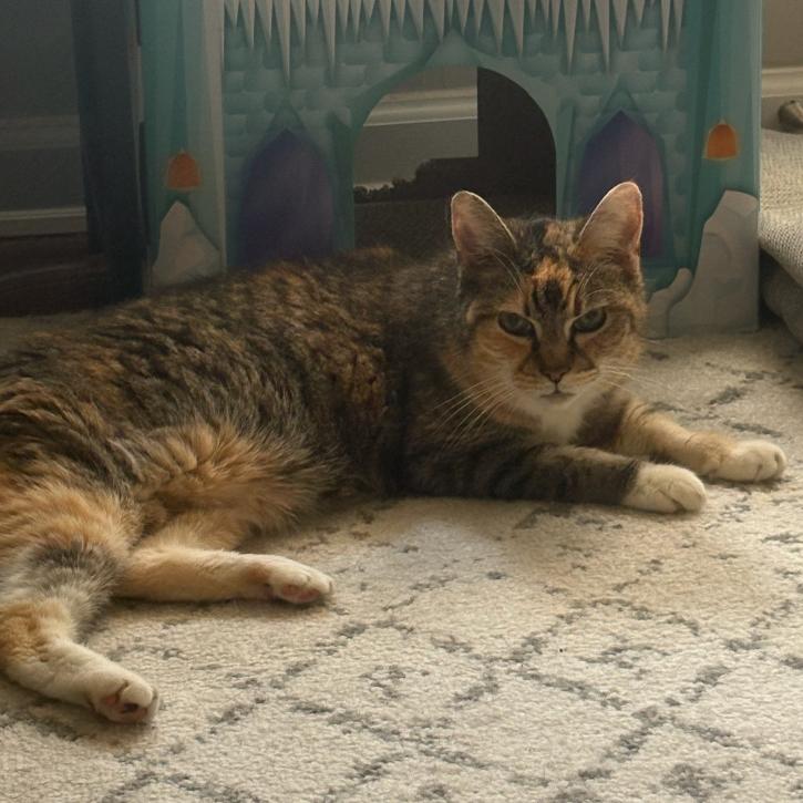 Enlarge Grandma Sophia, a Adoptable Domestic Short Hair in Woodbury, NJ image 1/5