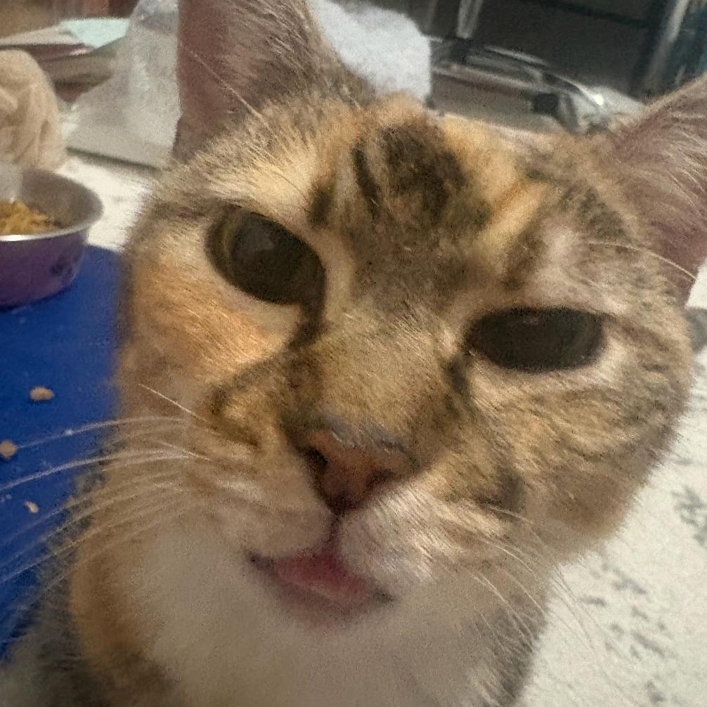 Enlarge Grandma Sophia, a Adoptable Domestic Short Hair in Woodbury, NJ image 2/5