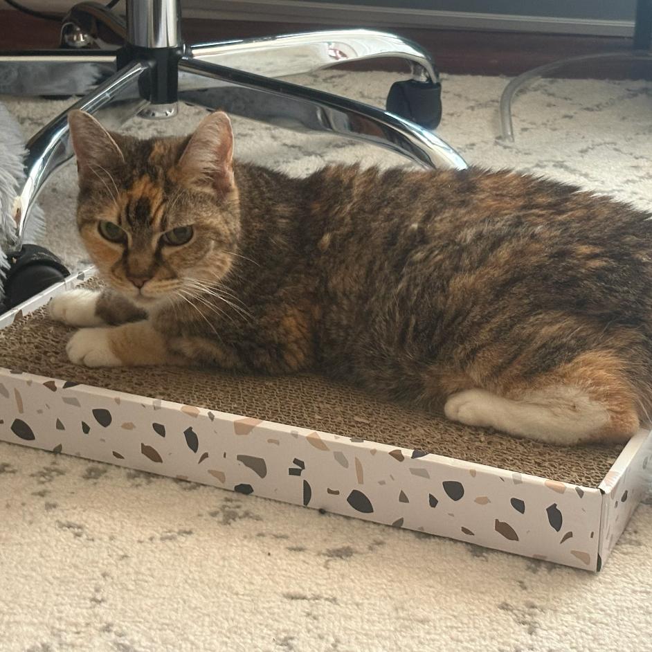 Enlarge Grandma Sophia, a Adoptable Domestic Short Hair in Woodbury, NJ image 3/5