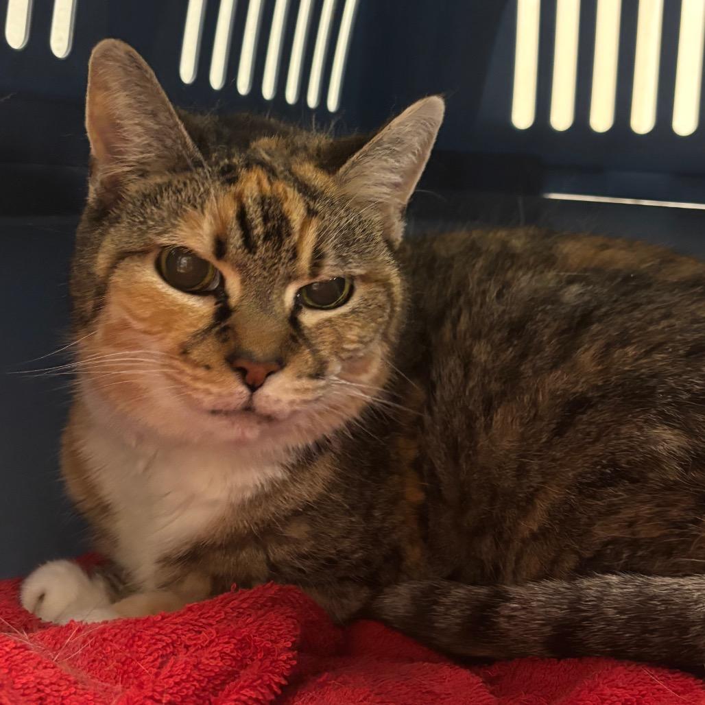 Enlarge Grandma Sophia, a Adoptable Domestic Short Hair in Woodbury, NJ image 4/5