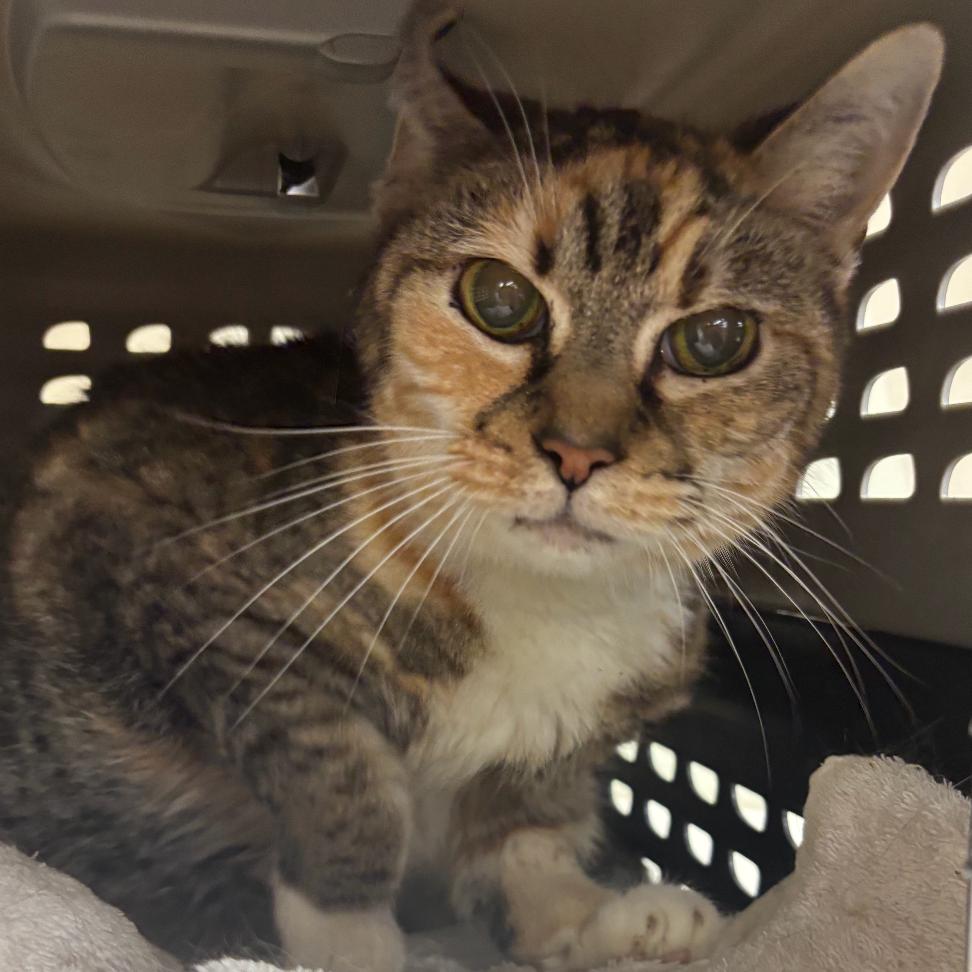 Enlarge Grandma Sophia, a Adoptable Domestic Short Hair in Woodbury, NJ image 5/5