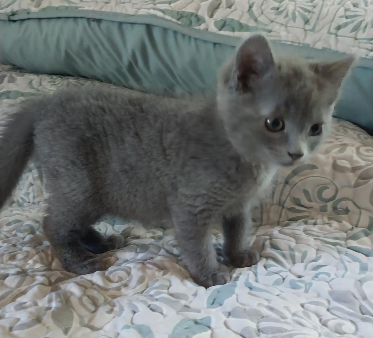 Sirachi, Adopted, Young Male Domestic Medium Hair.