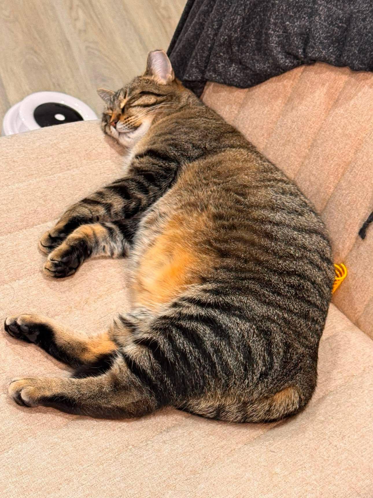 JASMINE, a Adoptable Domestic Short Hair in Tillsonburg, ON image 2/6