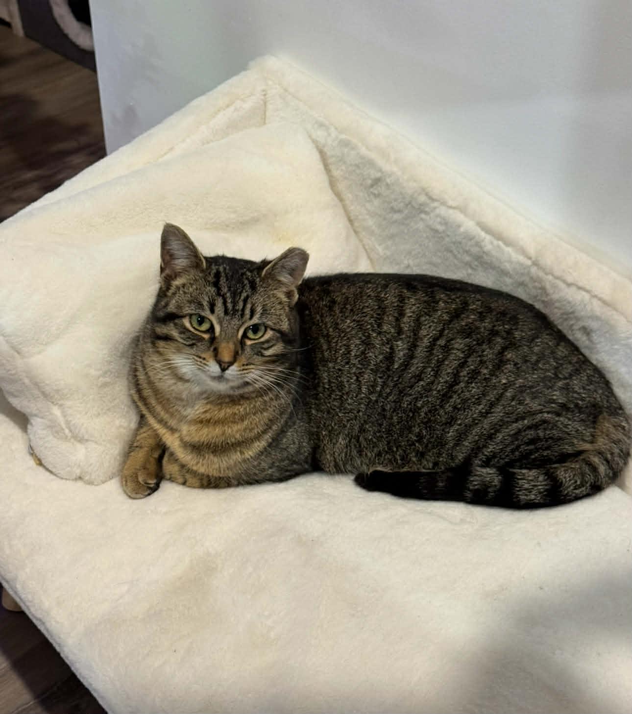 JASMINE, a Adoptable Domestic Short Hair in Tillsonburg, ON image 1/6