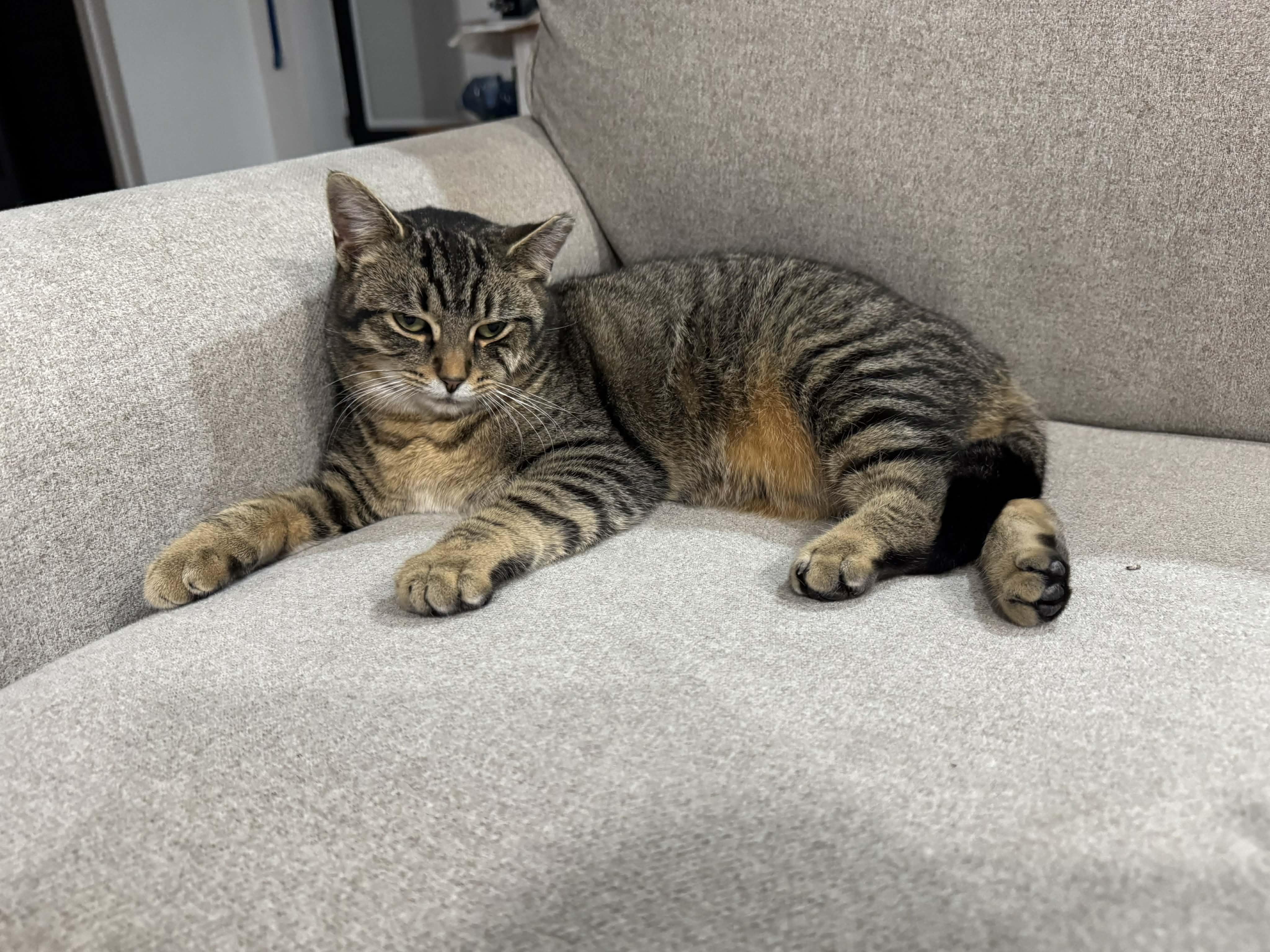 JASMINE, a Adoptable Domestic Short Hair in Tillsonburg, ON image 4/6