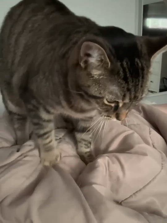Enlarge JASMINE, a Adoptable Domestic Short Hair in Tillsonburg, ON video 3/6