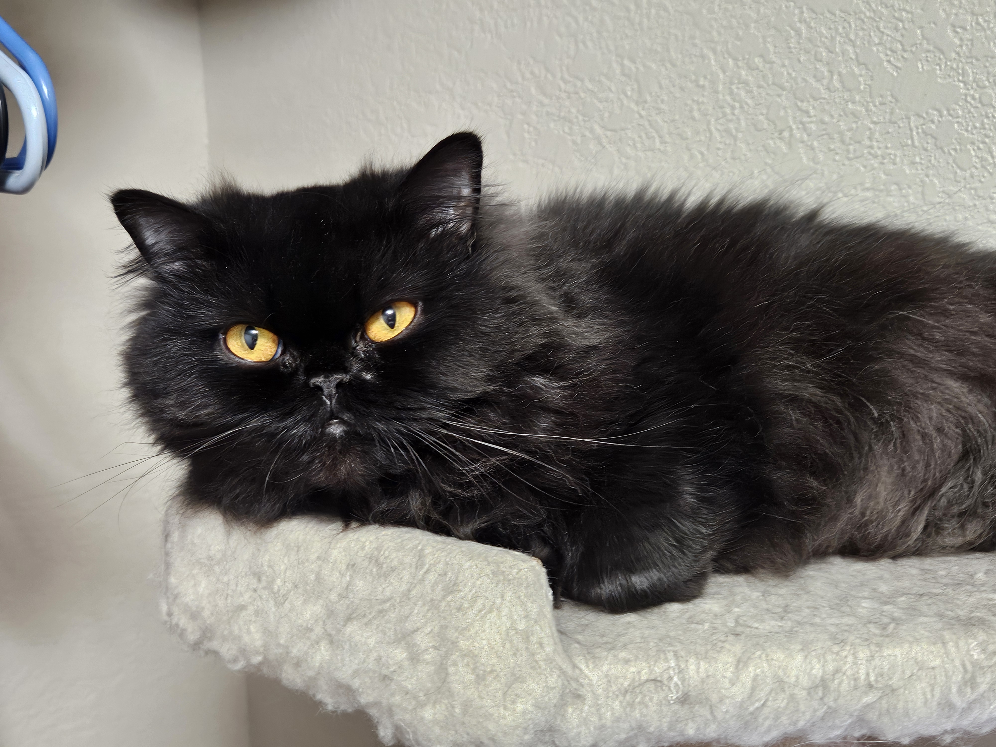 Franny, an adoptable Persian in Orlando, FL, 32812 | Photo Image 2