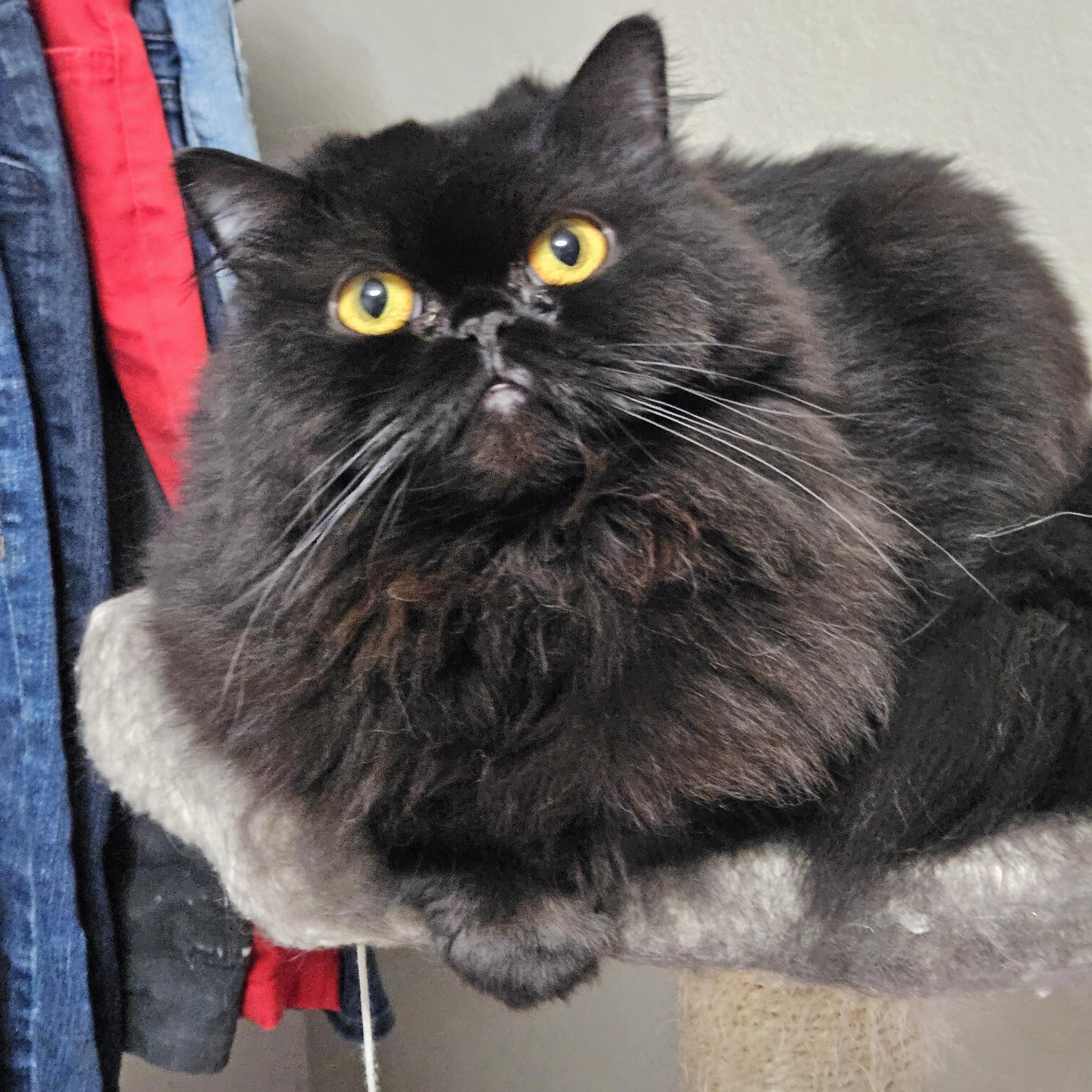 Franny, an adoptable Persian in Orlando, FL, 32812 | Photo Image 4