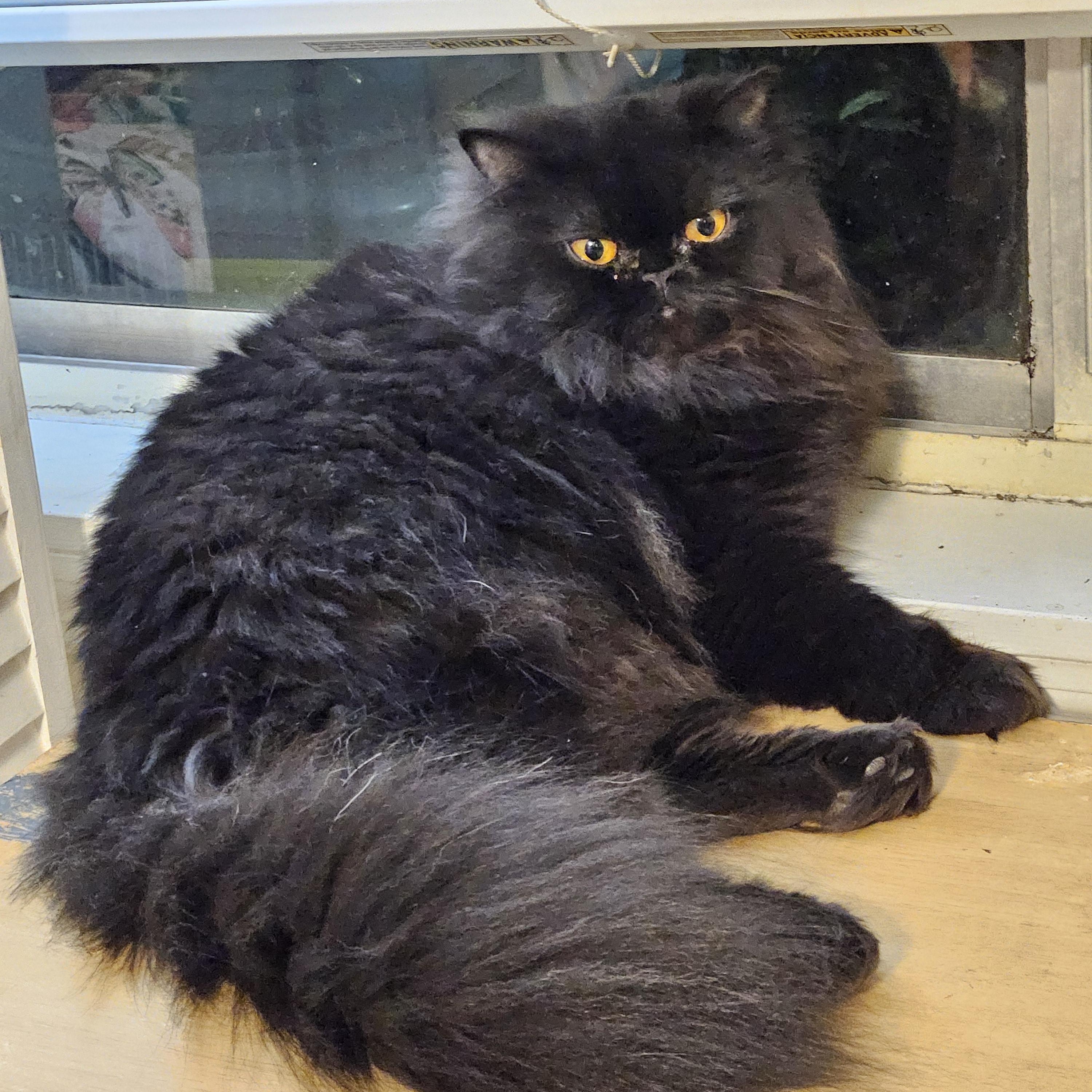 Franny, an adoptable Persian in Orlando, FL, 32812 | Photo Image 3