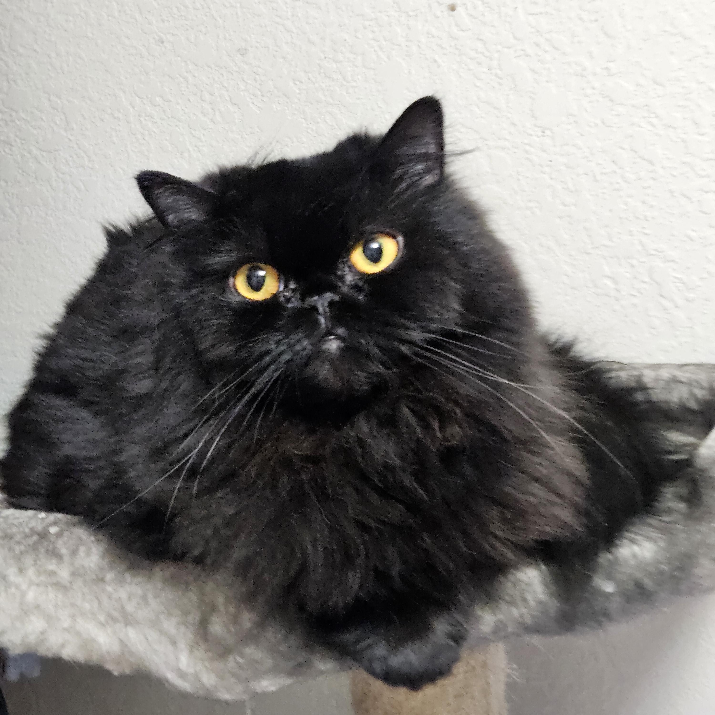 Franny, an adoptable Persian in Orlando, FL, 32812 | Photo Image 1