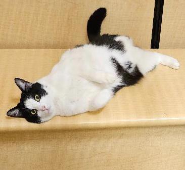 Mickey Witwicky, ADOPTABLE, Adult Male Domestic Short Hair.