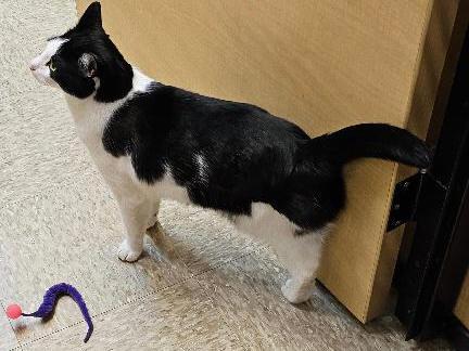 Enlarge Mickey Witwicky, a ADOPTABLE Domestic Short Hair in Tulsa, OK image 2/2