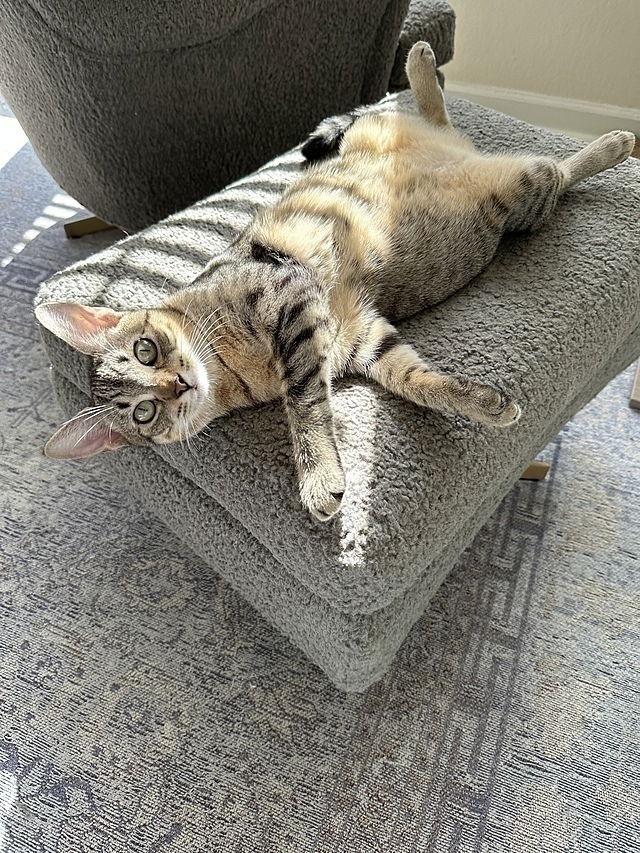 Enlarge Lexi, a Adoptable Domestic Short Hair in Tampa, FL image 1/3