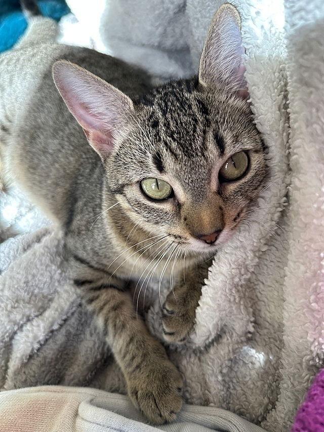 Enlarge Lexi, a Adoptable Domestic Short Hair in Tampa, FL image 2/3