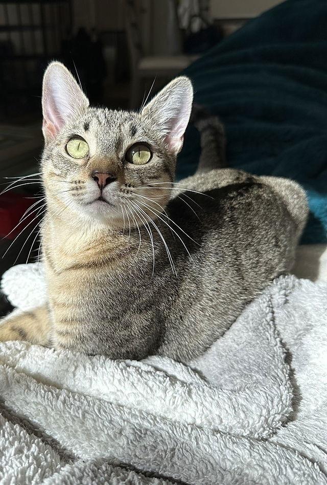 Enlarge Lexi, a Adoptable Domestic Short Hair in Tampa, FL image 3/3