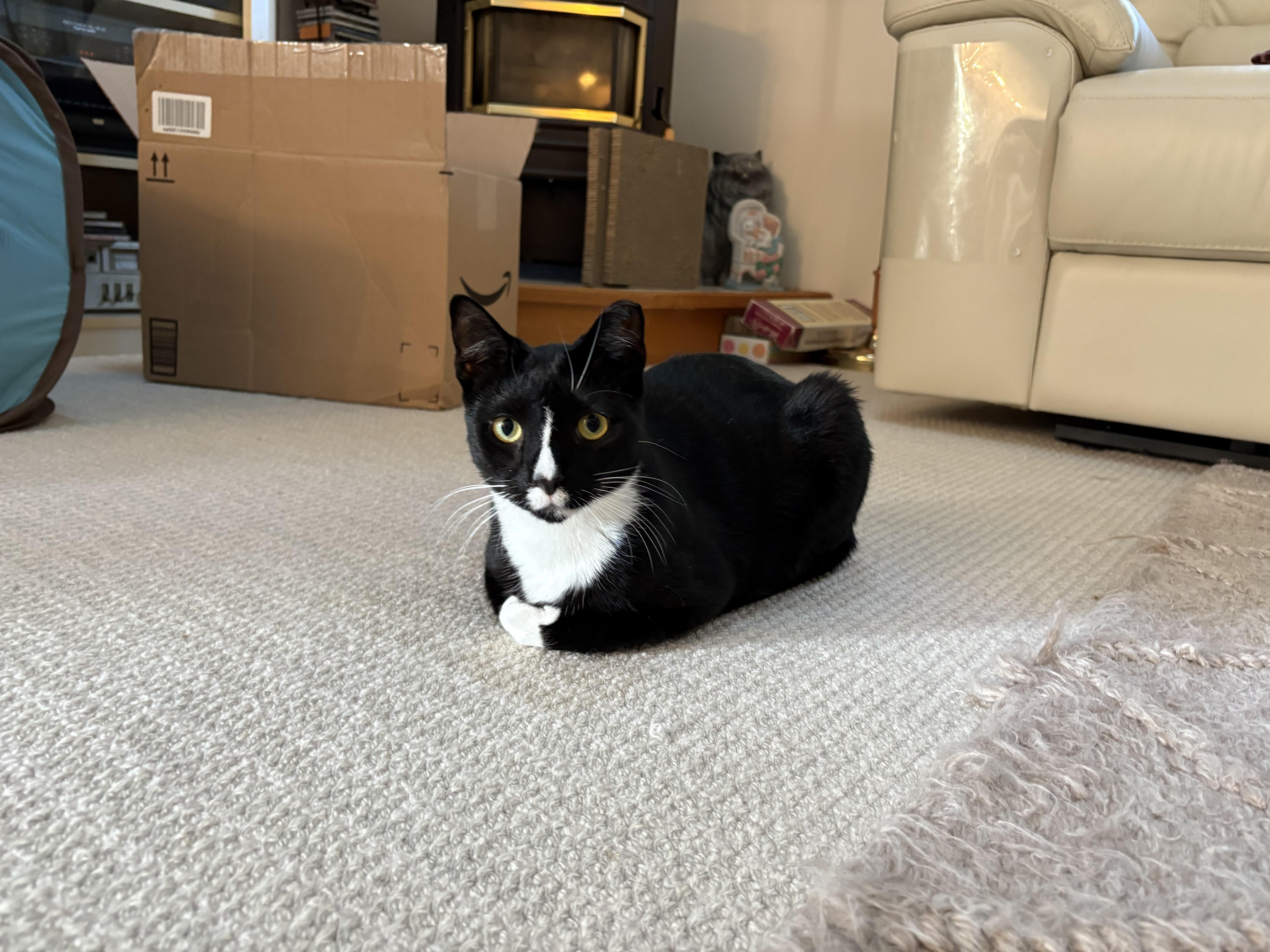 Enlarge Carlton, a Adoptable Domestic Short Hair in Chesapeake Beach, MD image 1/5