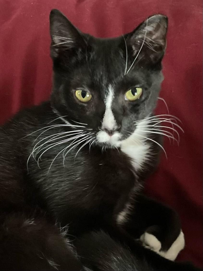 Enlarge Carlton, a Adoptable Domestic Short Hair in Chesapeake Beach, MD image 5/5