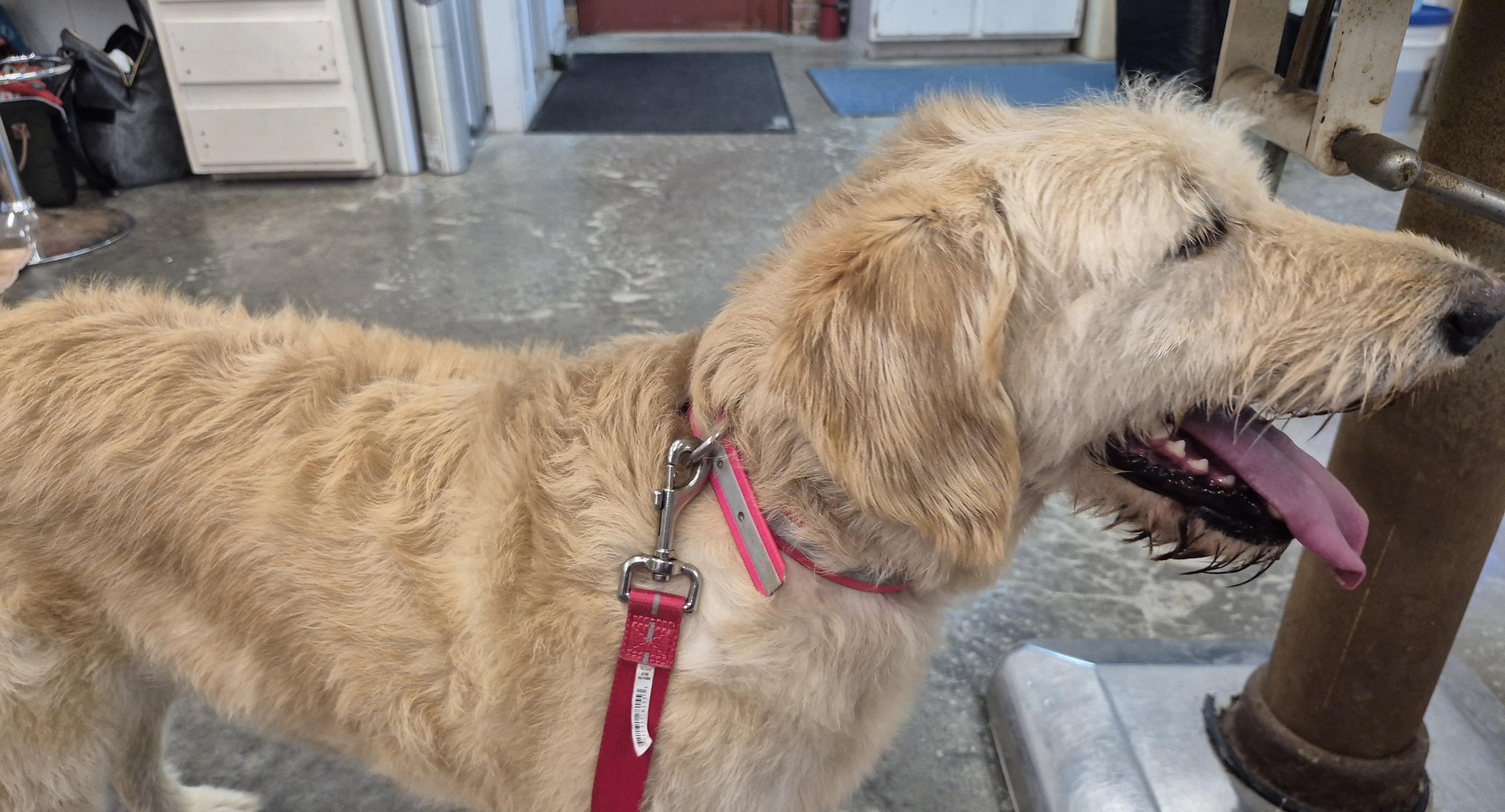 Enlarge ELLIE MAE, a Adoptable Labradoodle in Sardinia, OH image 4/5