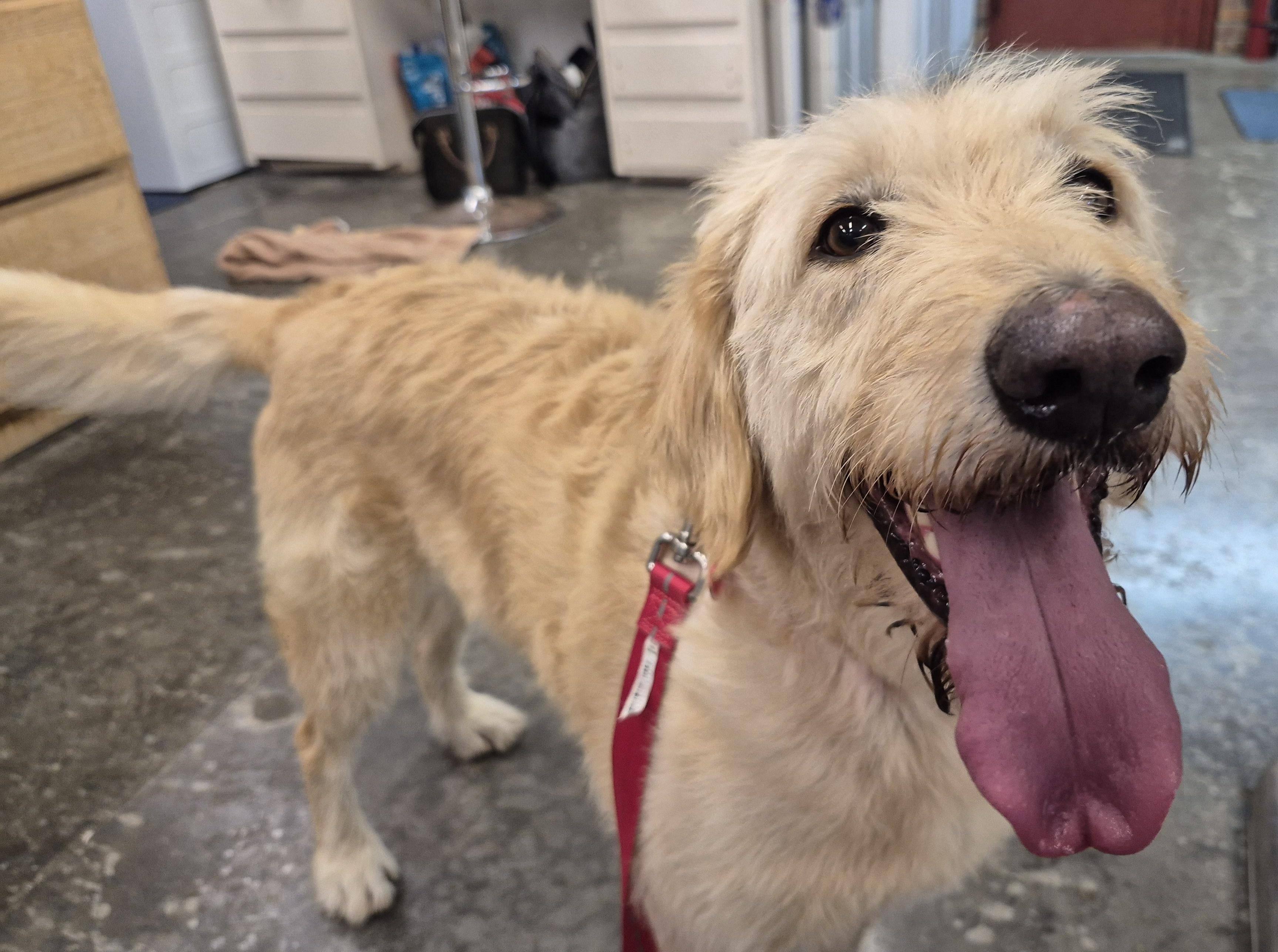 Enlarge ELLIE MAE, a Adoptable Labradoodle in Sardinia, OH image 5/5